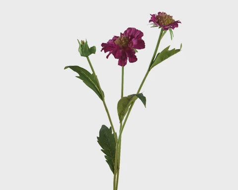 SCABIOSA ON STEM FUCHSIA