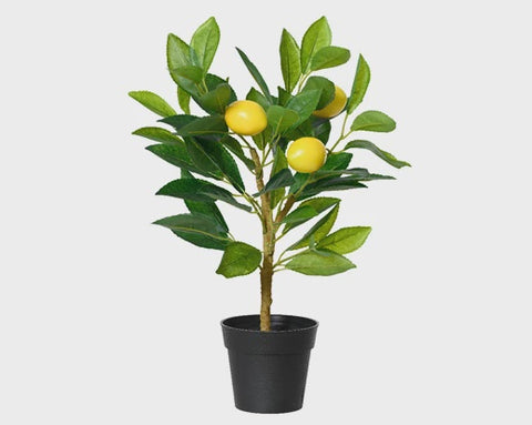 LEMON TREE IN POT H43CM