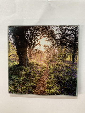 COASTER BLUEBELL PATHWAY BORTHWOOD COPSE